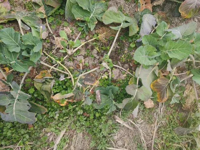 警报！上海多地发现“巨型老鼠”成群结队出现“一夜之间吃得干干净净”(图4)