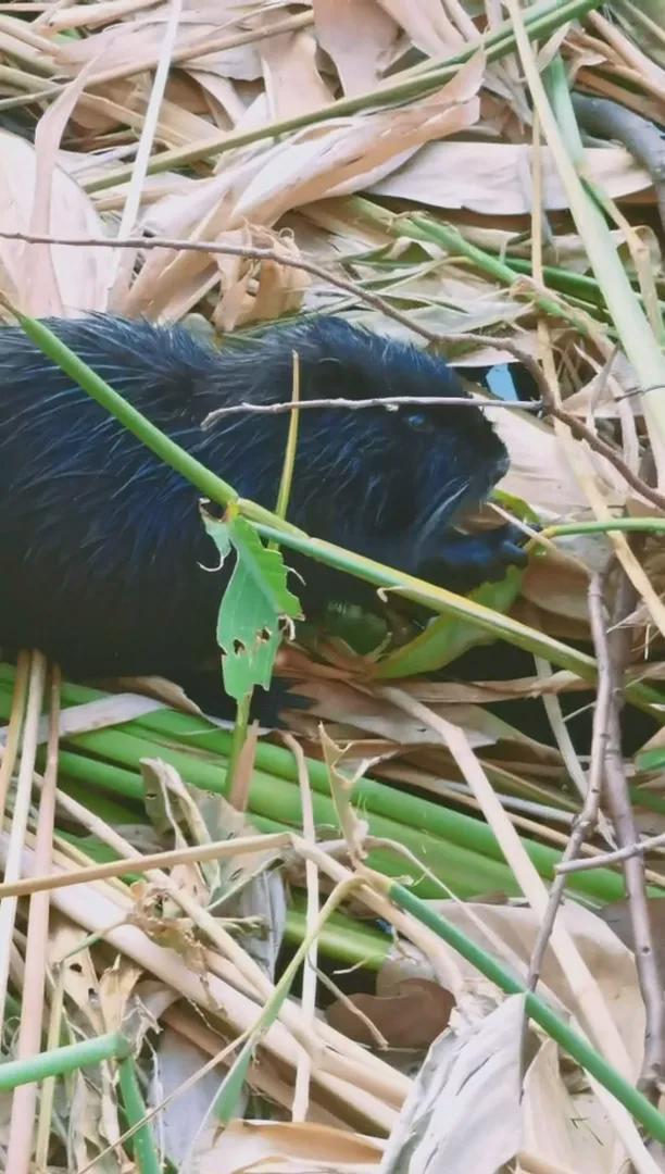 警报！上海多地发现“巨型老鼠”成群结队出现“一夜之间吃得干干净净”(图6)