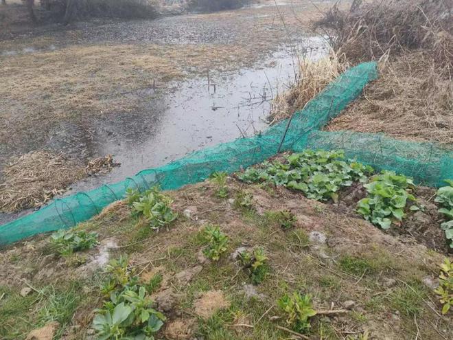 警报！上海多地发现“巨型老鼠”成群结队出现“一夜之间吃得干干净净”(图5)