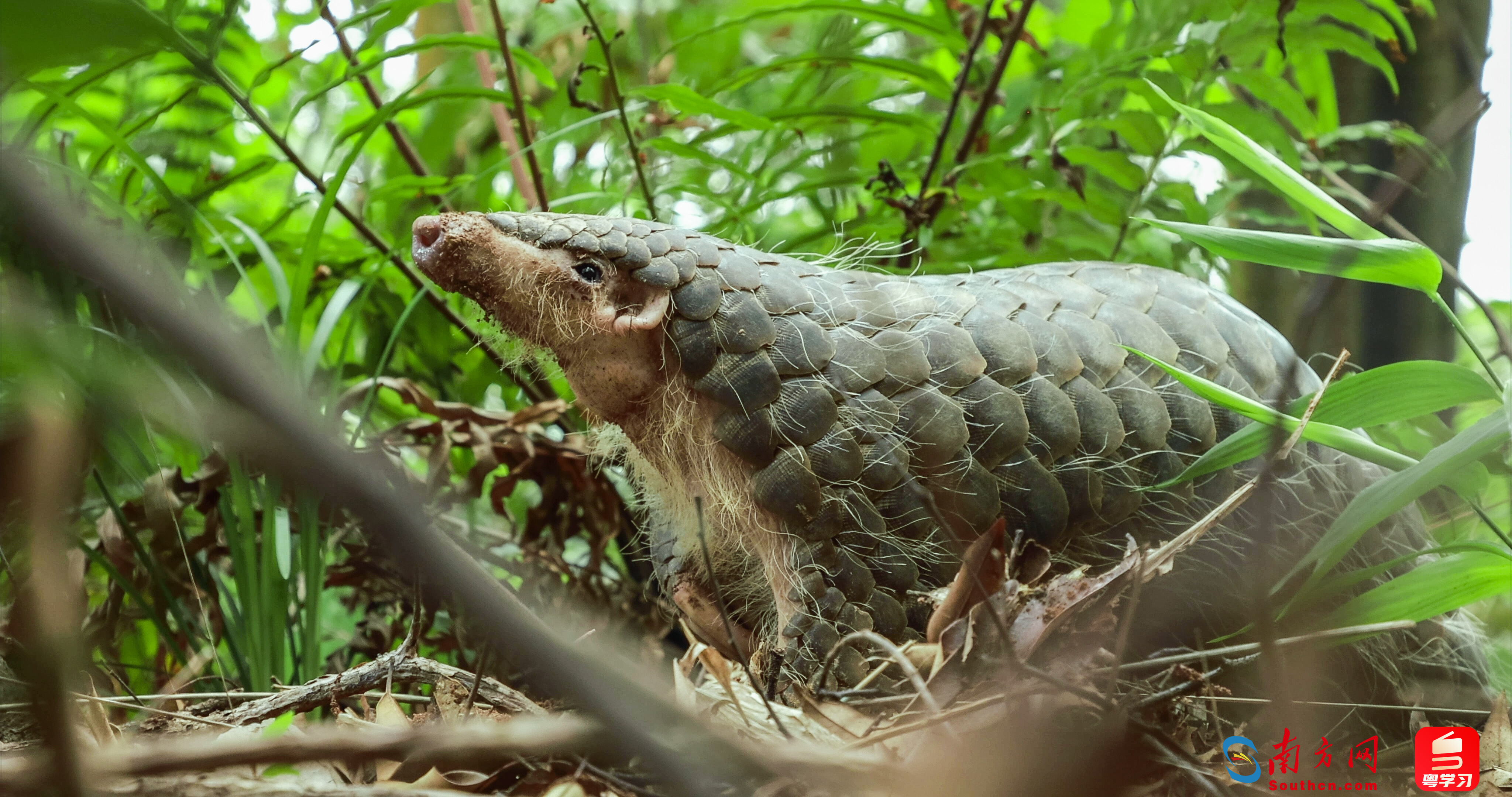 2024年最后一天泸水警民携手开启生命救援“接力” 护送野生动物平安“回家”(图1)