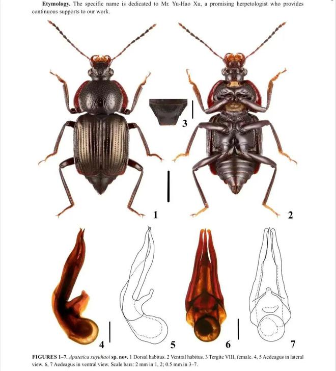一新物种以安徽农业大学学生名字命名(图1)