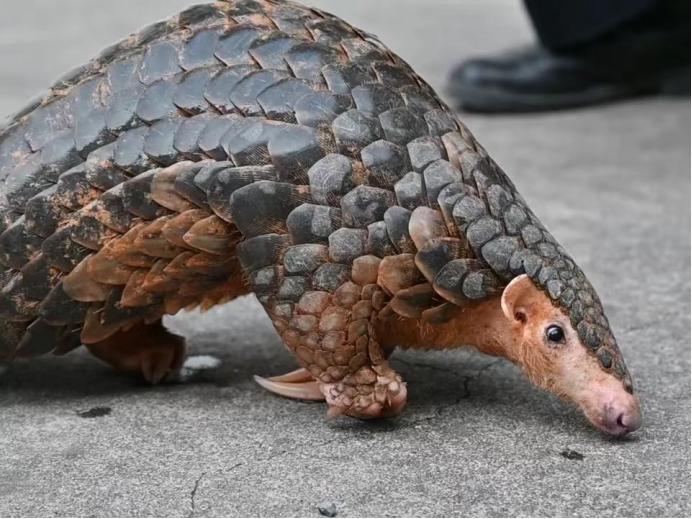 【早安黄山】2024年度我市“规上”入库企业同比增长28% ‖ 黟县一地获评“全国汽车自驾运动营地”(图8)