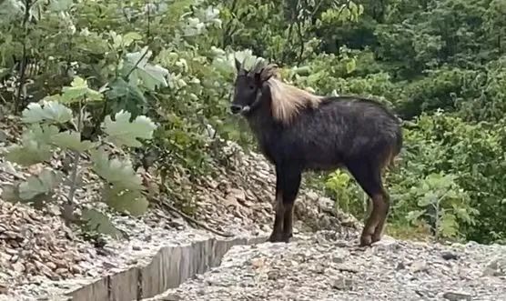 【早安黄山】2024年度我市“规上”入库企业同比增长28% ‖ 黟县一地获评“全国汽车自驾运动营地”(图9)