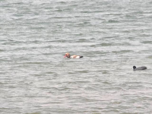 “鸟中稀客”！合肥黄陂湖首现“大红头”赤嘴潜鸭(图2)