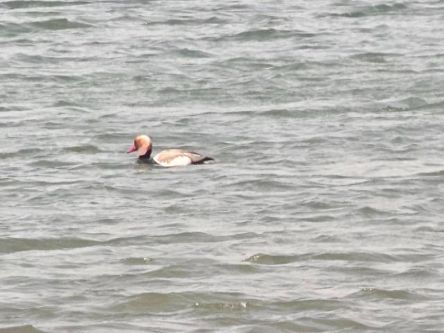 “鸟中稀客”！合肥黄陂湖首现“大红头”赤嘴潜鸭(图1)