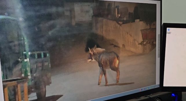 休宁： 村民开车回家途中惊现“四不像”！专家鉴定它是(图1)