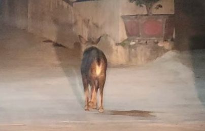 休宁： 村民开车回家途中惊现“四不像”！专家鉴定它是(图3)