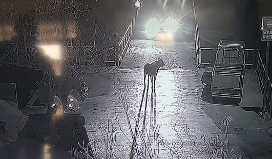 休宁： 村民开车回家途中惊现“四不像”！专家鉴定它是(图4)