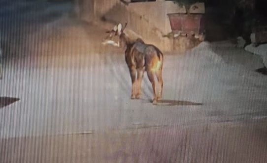 休宁： 村民开车回家途中惊现“四不像”！专家鉴定它是(图5)