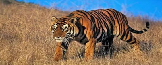 “勇敢龟龟”闯中国被拦截！ 海关：希腊陆龟系濒危物种(图1)