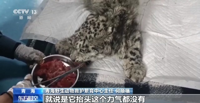“命悬一线”的小雪豹“凌小蛰”做CT了 最新救治情况(图2)