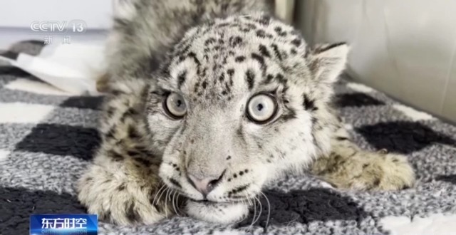 “命悬一线”的小雪豹“凌小蛰”做CT了 最新救治情况(图3)