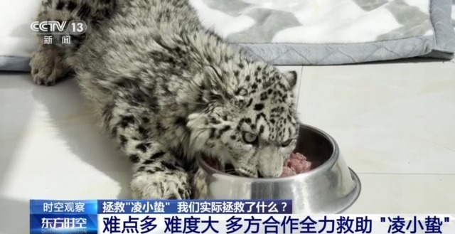 “命悬一线”的小雪豹“凌小蛰”做CT了 最新救治情况(图10)