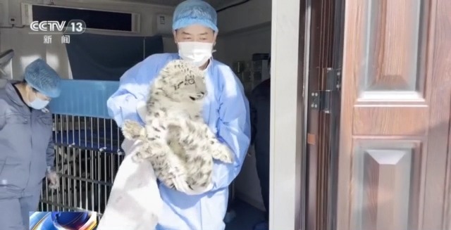 “命悬一线”的小雪豹“凌小蛰”做CT了 最新救治情况(图8)