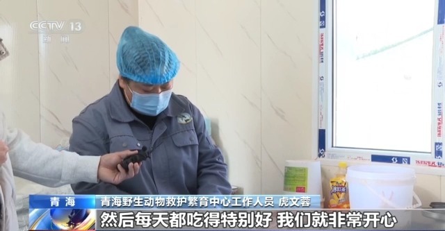 “命悬一线”的小雪豹“凌小蛰”做CT了 最新救治情况(图9)