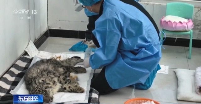 “命悬一线”的小雪豹“凌小蛰”做CT了 最新救治情况(图6)