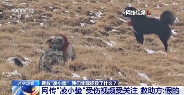 “命悬一线”的小雪豹“凌小蛰”做CT了 最新救治情况(图4)