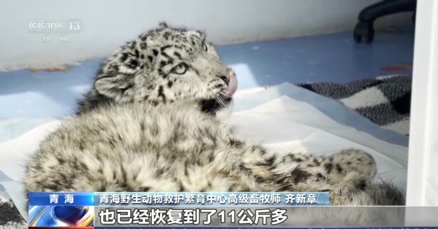 “命悬一线”的小雪豹“凌小蛰”做CT了 最新救治情况(图7)