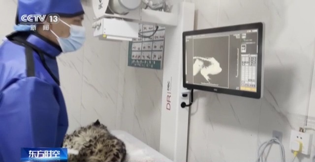 “命悬一线”的小雪豹“凌小蛰”做CT了 最新救治情况(图5)