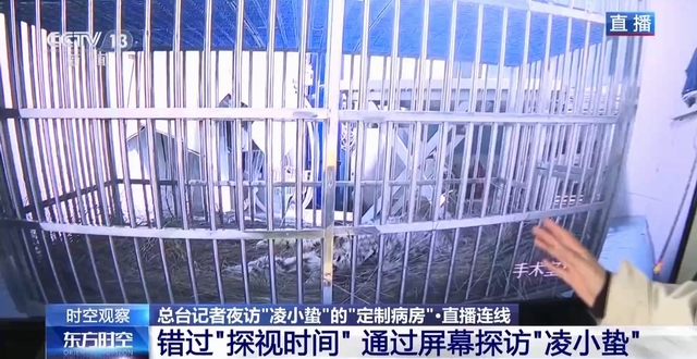 “命悬一线”的小雪豹“凌小蛰”做CT了 最新救治情况(图11)