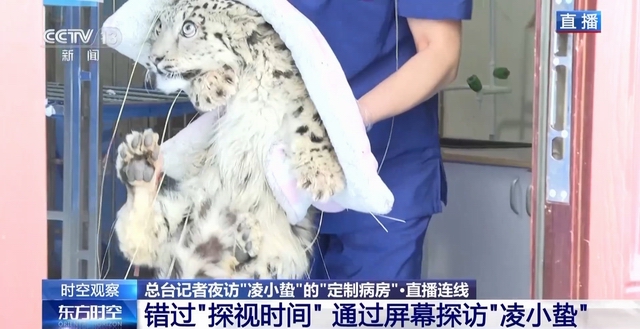 “命悬一线”的小雪豹“凌小蛰”做CT了 最新救治情况(图13)