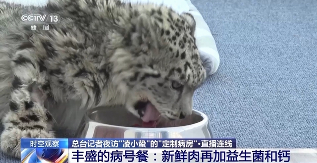 “命悬一线”的小雪豹“凌小蛰”做CT了 最新救治情况(图16)