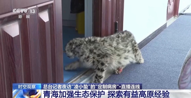 “命悬一线”的小雪豹“凌小蛰”做CT了 最新救治情况(图17)