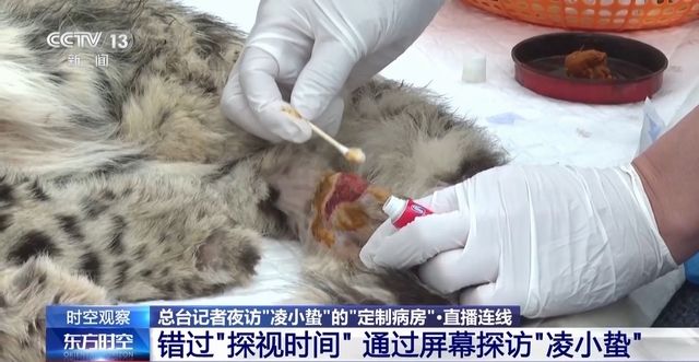 “命悬一线”的小雪豹“凌小蛰”做CT了 最新救治情况(图14)