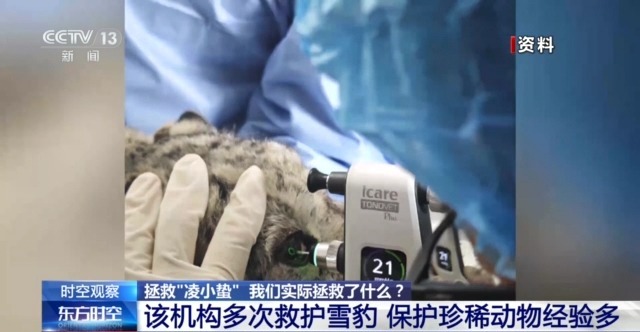 “命悬一线”的小雪豹“凌小蛰”做CT了 最新救治情况(图18)