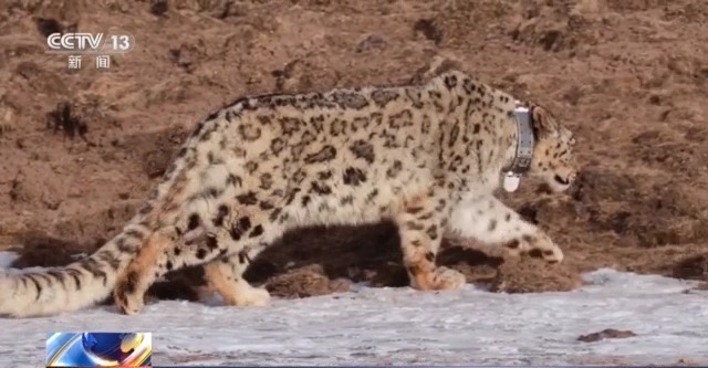 “命悬一线”的小雪豹“凌小蛰”做CT了 最新救治情况(图20)