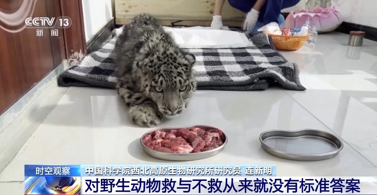 “命悬一线”的小雪豹“凌小蛰”做CT了 最新救治情况(图22)