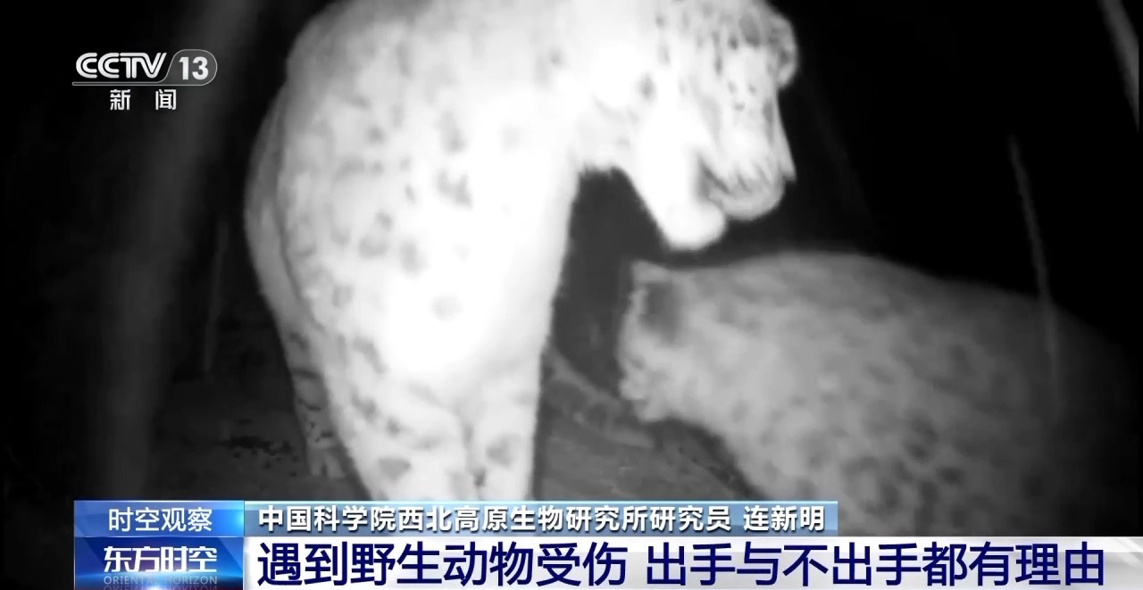 “命悬一线”的小雪豹“凌小蛰”做CT了 最新救治情况(图21)