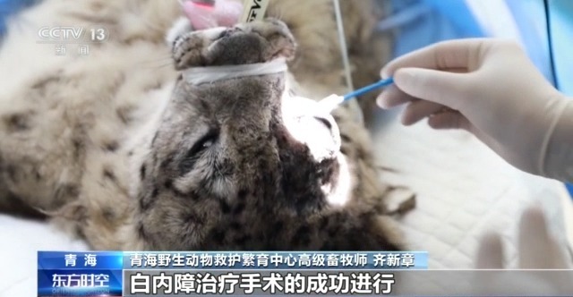 “命悬一线”的小雪豹“凌小蛰”做CT了 最新救治情况(图19)