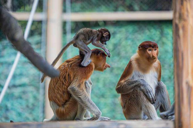 濒危长鼻猴幼崽亮相羊城(图1)