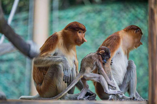濒危长鼻猴幼崽亮相羊城(图3)