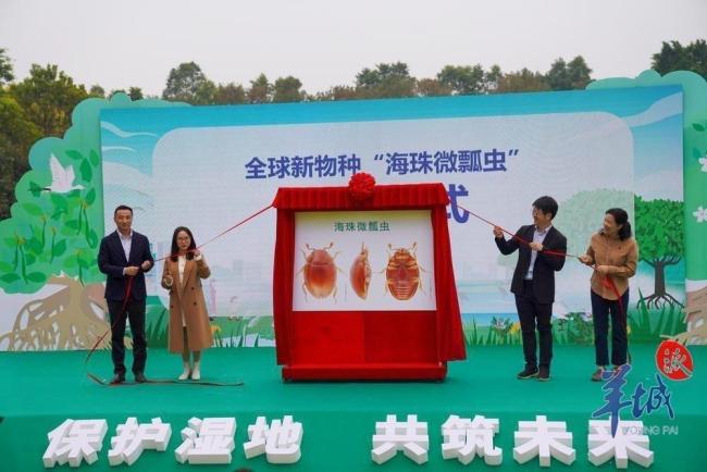广州海珠湿地发现全球新物种 微瓢虫科首次在中国现身(图1)