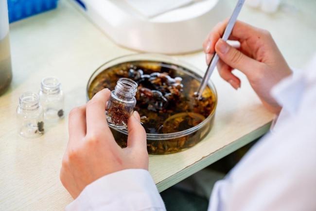 广州海珠湿地发现全球新物种 微瓢虫科首次在中国现身(图3)