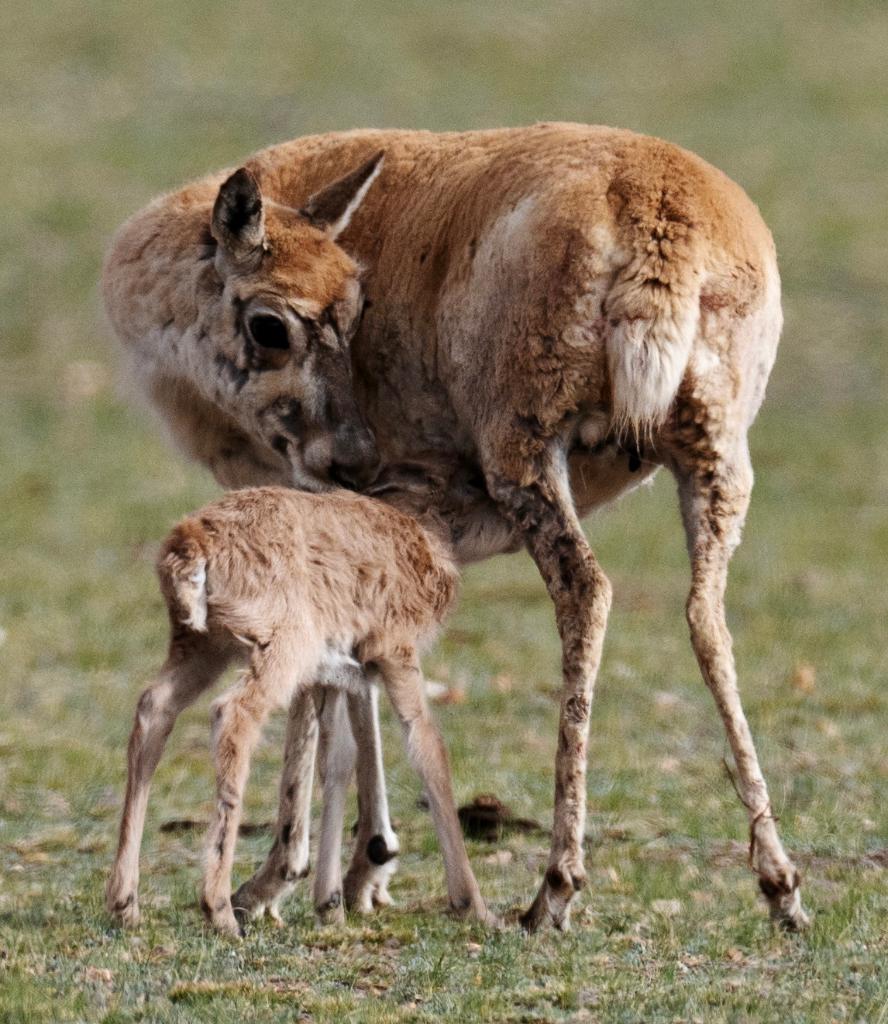 全民参与做“生态侦察兵”(图1)