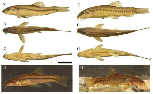 鱼类新物种+1 云南玉溪发现三角云南鳅(图1)