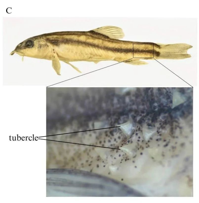 鱼类新物种+1 云南玉溪发现三角云南鳅(图2)