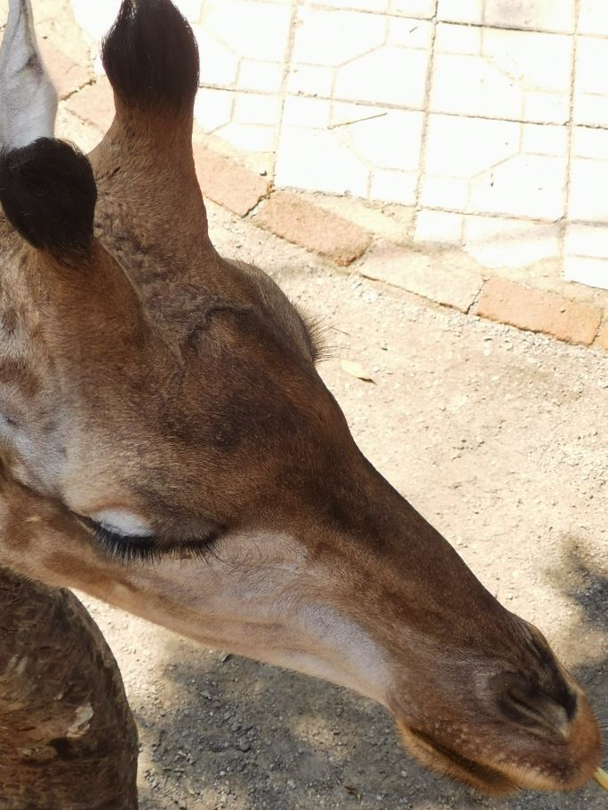 第11个“世界野生动植物日”(图1)