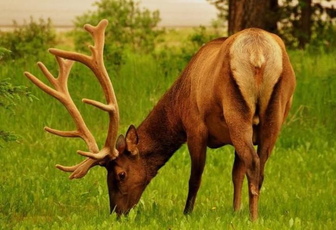 中国最遗憾的5种动物！灭绝前没有好好保护现在已经来不及(图1)