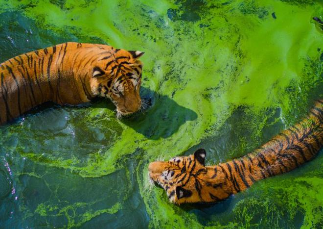 中国最遗憾的5种动物！灭绝前没有好好保护现在已经来不及(图2)