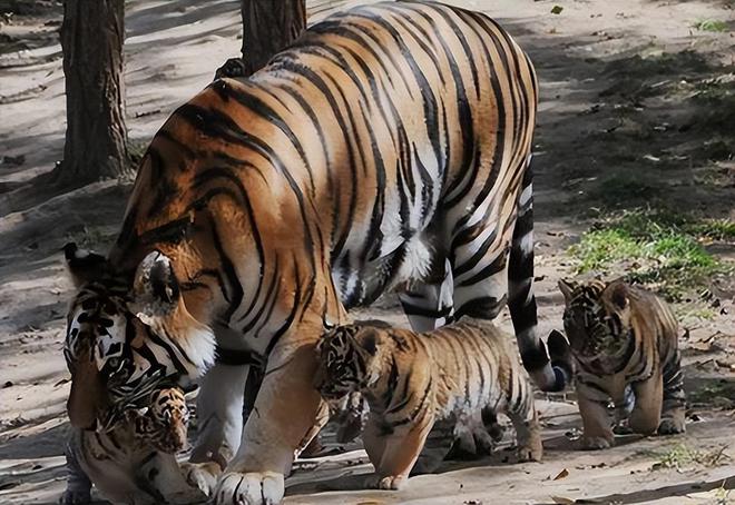 中国最遗憾的5种动物！灭绝前没有好好保护现在已经来不及(图3)