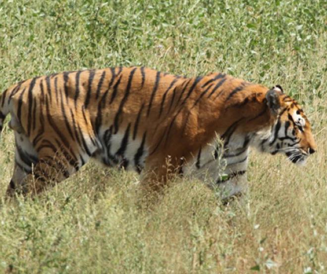 中国最遗憾的5种动物！灭绝前没有好好保护现在已经来不及(图5)