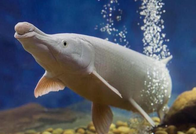 中国最遗憾的5种动物！灭绝前没有好好保护现在已经来不及(图6)