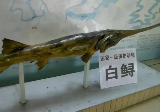 中国最遗憾的5种动物！灭绝前没有好好保护现在已经来不及(图7)