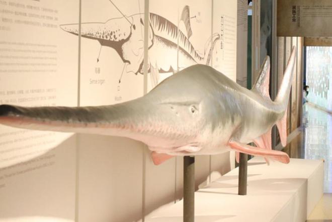 中国最遗憾的5种动物！灭绝前没有好好保护现在已经来不及(图8)