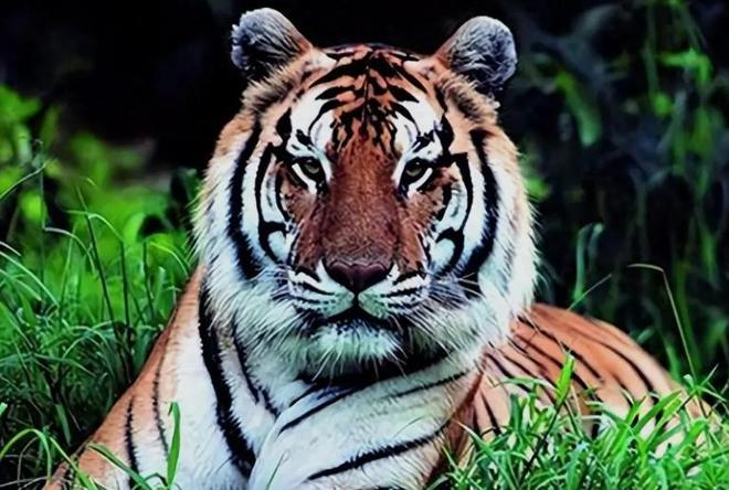 中国最遗憾的5种动物！灭绝前没有好好保护现在已经来不及(图17)