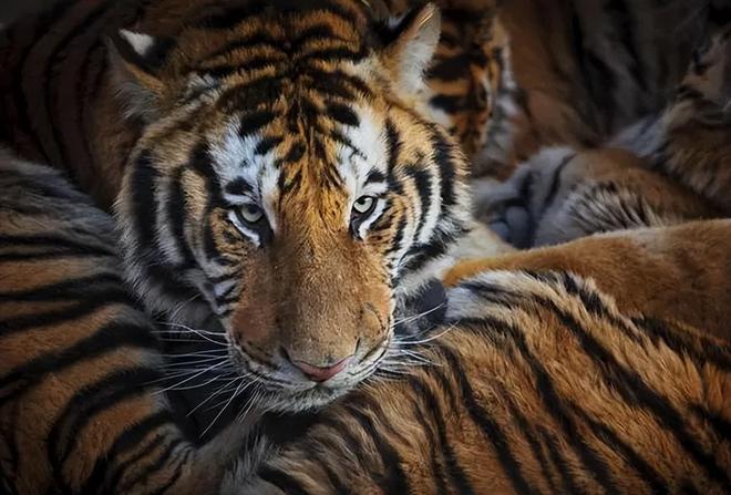 中国最遗憾的5种动物！灭绝前没有好好保护现在已经来不及(图18)